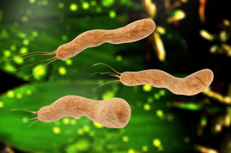 h1-vi-khuan-helicobacter-pylori-hp.jpeg