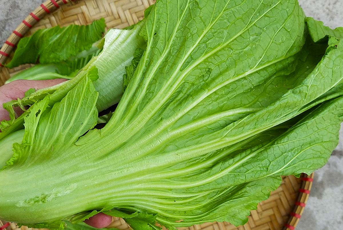 B&aacute;c sĩ cảnh b&aacute;o một loại rau từ tốt h&oacute;a cực hại nếu ăn qu&aacute; nhiều  - Ảnh 3.