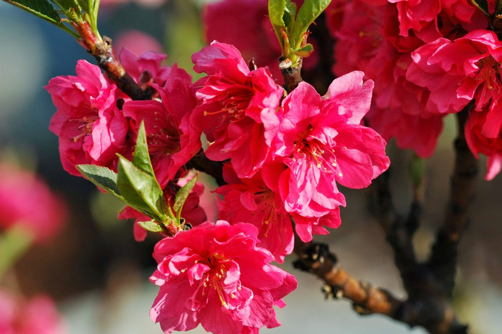 999 ảnh đẹp hoa đào ngày tết Thưởng thức mùa xuân đầy màu sắc