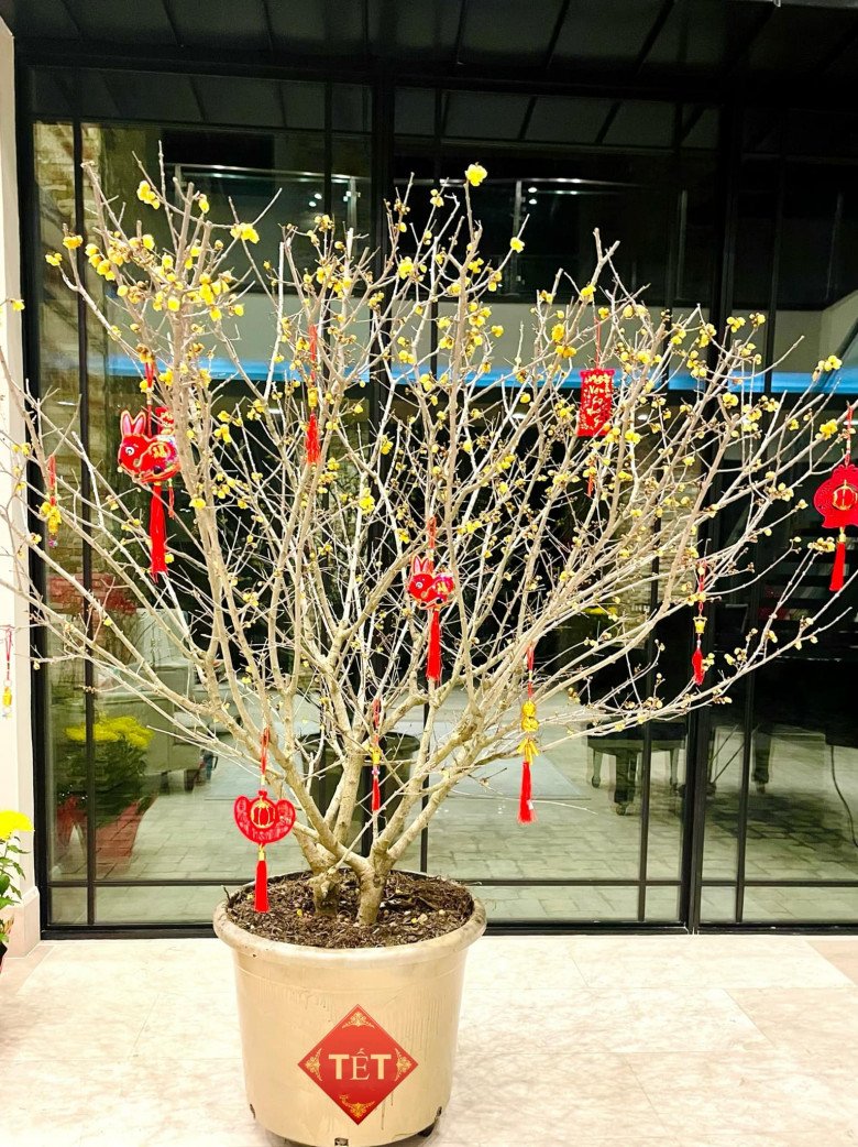 Vợ cũ Đan Trường cùng con trai trang trí nhà đón Tết, lần đầu tự nhuộm hoa lan tím thành màu đỏ - Ảnh 2.