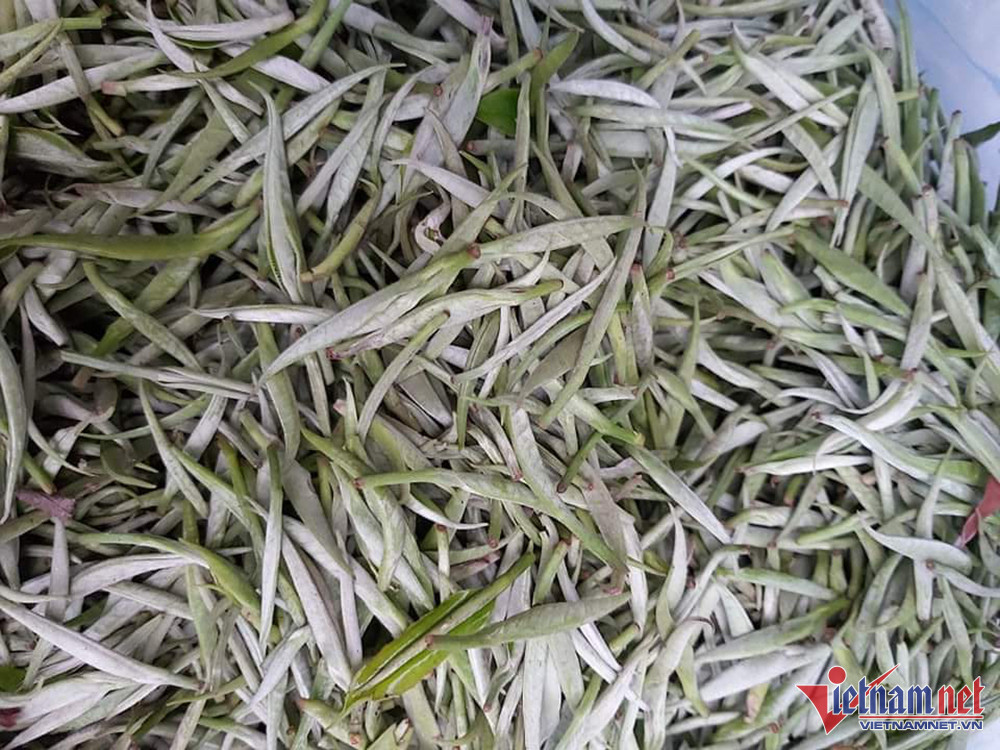 Nhà giàu Việt chi bạc triệu săn bạch trà 500 trăm năm tuổi dịp Tết - Ảnh 7.