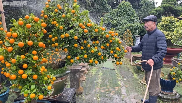 Chưa đến Tết, quất cần thăng độc lạ giá trăm triệu đồng đã cháy hàng - Ảnh 2.