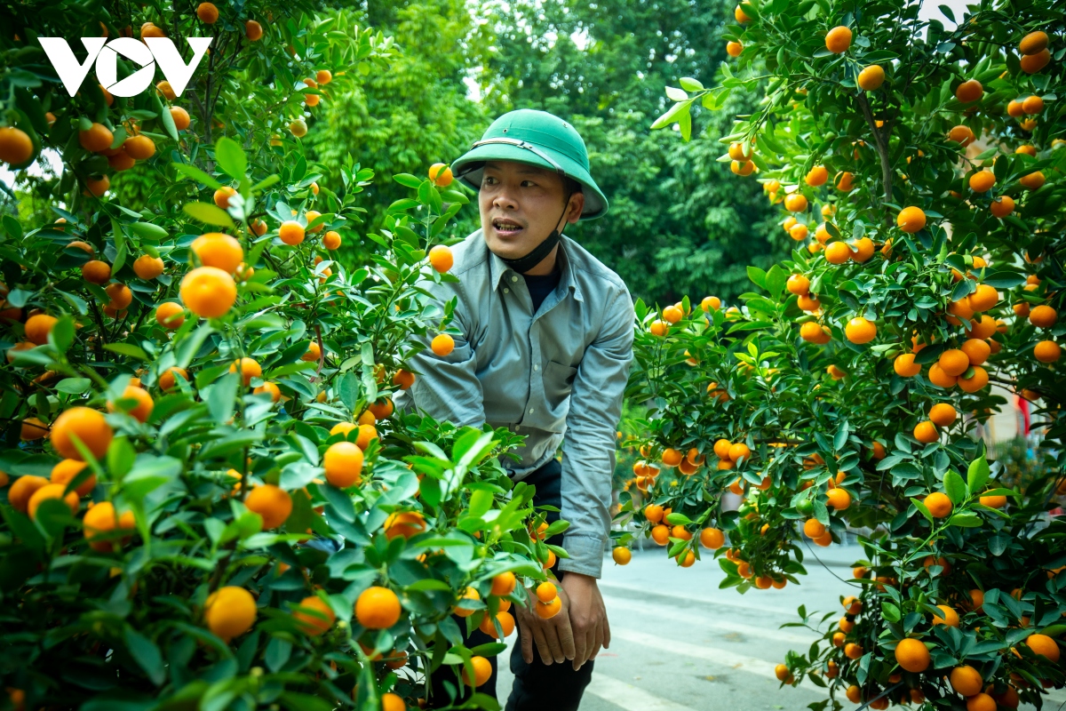 Kinh doanh "thú chơi" chốt 30 Tết: Cuộc "đấu trí" người bán-kẻ mua - Ảnh 2. Kinh doanh "thú chơi" chốt 30 Tết: Cuộc "đấu trí" người bán-kẻ mua - Ảnh 2.