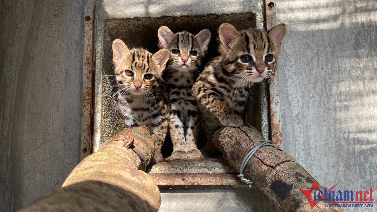 Những cá thể mèo rừng được cứu hộ có tên Đại Lải, Bình Định - Ảnh 1.