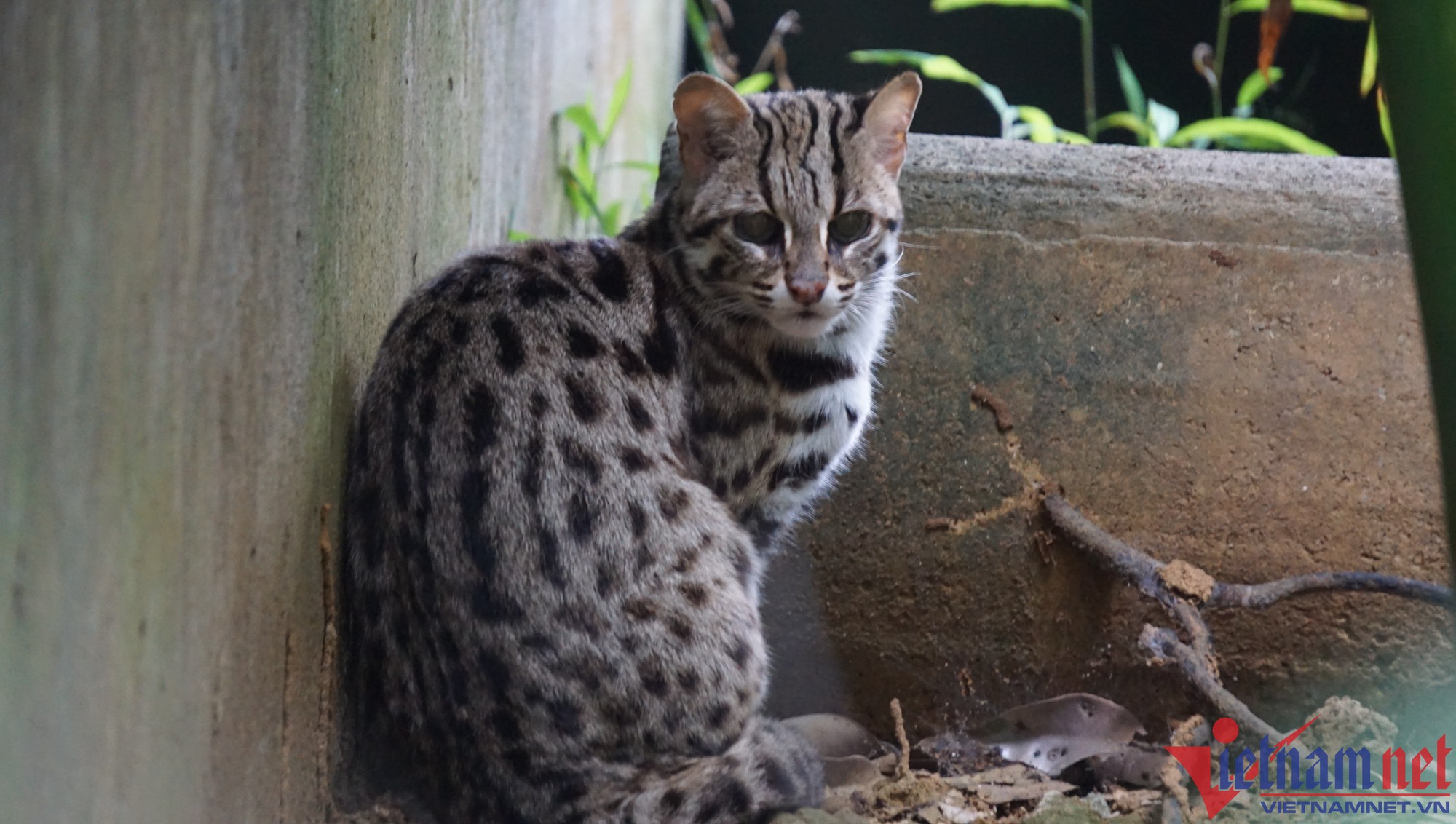 Những cá thể mèo rừng được cứu hộ có tên Đại Lải, Bình Định - Ảnh 2.