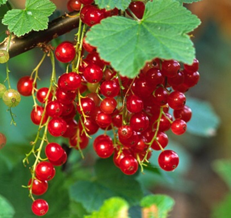 Những loại quả 'rẻ như cho' ở nước ngo&agrave;i, về Việt Nam gi&aacute; đắt đỏ - Ảnh 2.