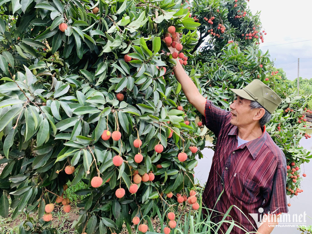 Từng đặc sản rẻ như cho, nay nổi tiếng to&agrave;n cầu cho thu cả ngh&igrave;n tỷ - Ảnh 1.