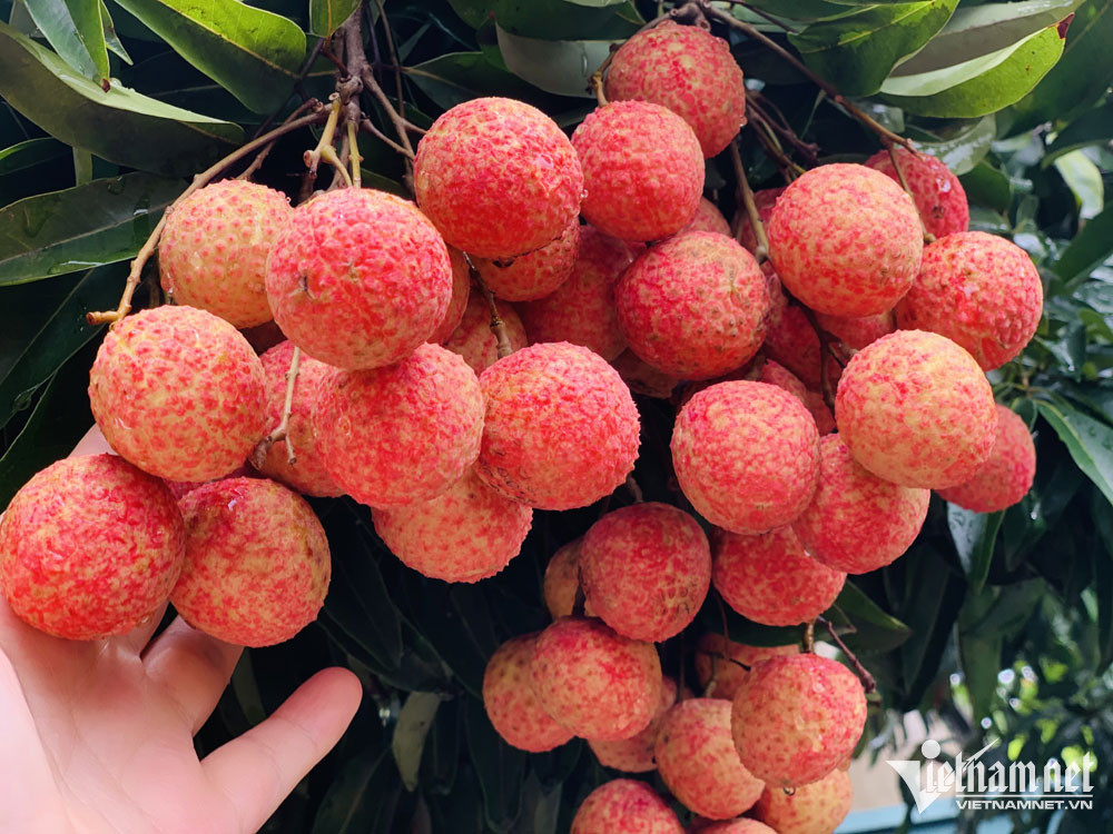 Từng đặc sản rẻ như cho, nay nổi tiếng to&agrave;n cầu cho thu cả ngh&igrave;n tỷ - Ảnh 3.