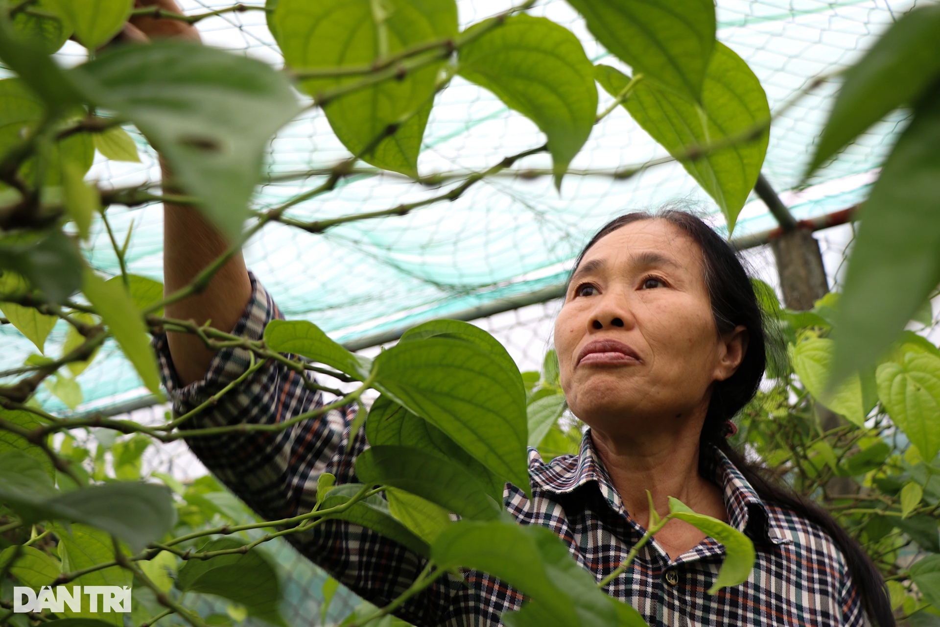 Làm giàu với loại cây bán vài nghìn đồng/lá, ra Tết là thời điểm &quot;hốt bạc&quot; - Ảnh 5.