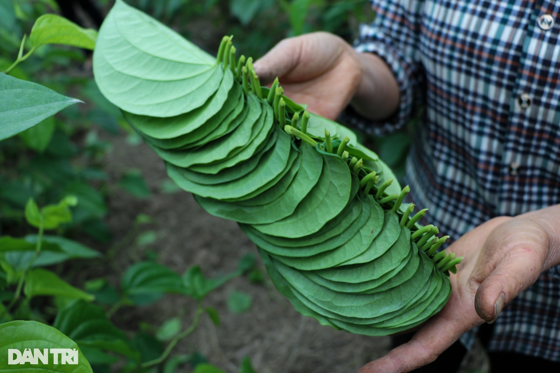 Làm giàu với loại cây bán vài nghìn đồng/lá, ra Tết là thời điểm &quot;hốt bạc&quot; - Ảnh 4.