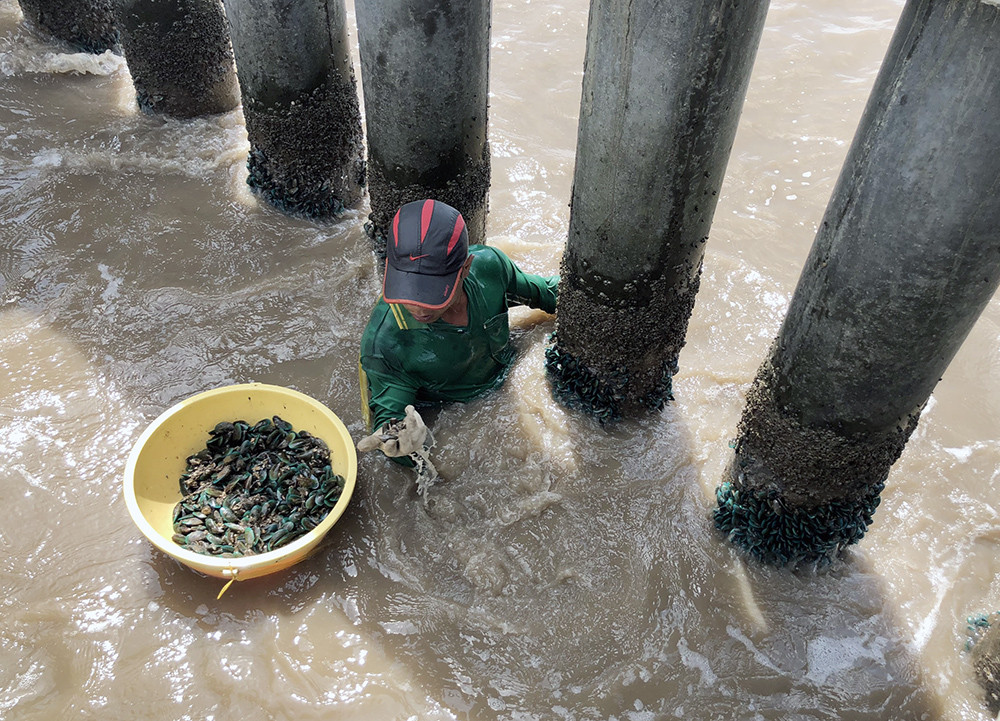 Độc đ&aacute;o nghề trầm m&igrave;nh săn vẹm xanh khi gi&oacute; thổi hướng Nam - Ảnh 1.