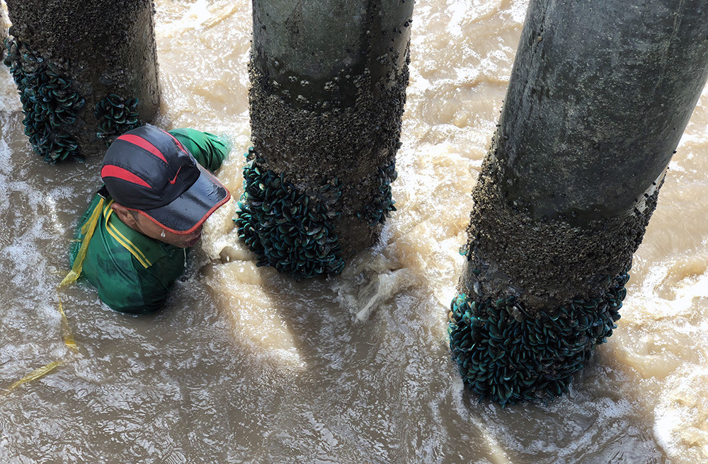 Độc đ&aacute;o nghề trầm m&igrave;nh săn vẹm xanh khi gi&oacute; thổi hướng Nam - Ảnh 3.