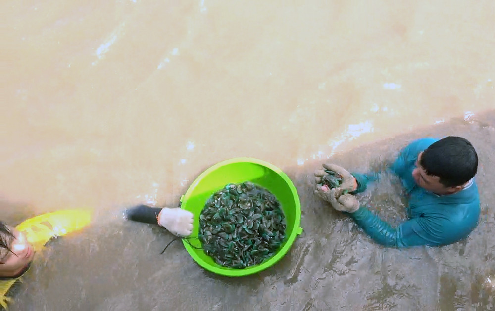 Độc đ&aacute;o nghề trầm m&igrave;nh săn vẹm xanh khi gi&oacute; thổi hướng Nam - Ảnh 4.