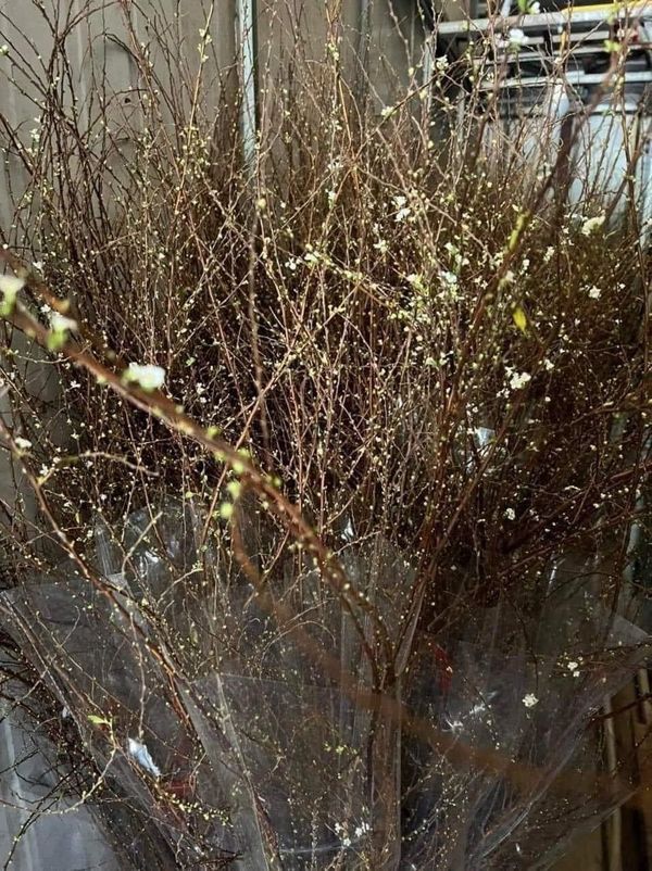 Lo&agrave;i hoa ''ngủ đ&ocirc;ng'' h&uacute;t kh&aacute;ch dịp Tết, chịu kh&oacute; chăm hoa bung nụ cực đẹp  - Ảnh 4.