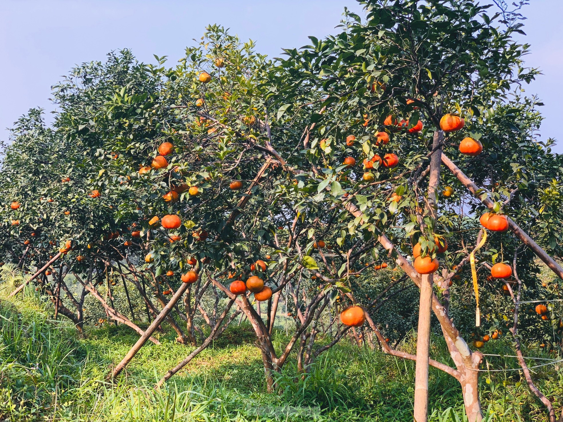 Mục sở thị đồi cam ch&iacute;n v&agrave;ng đang '&eacute;m h&agrave;ng' chờ Tết - Ảnh 3.