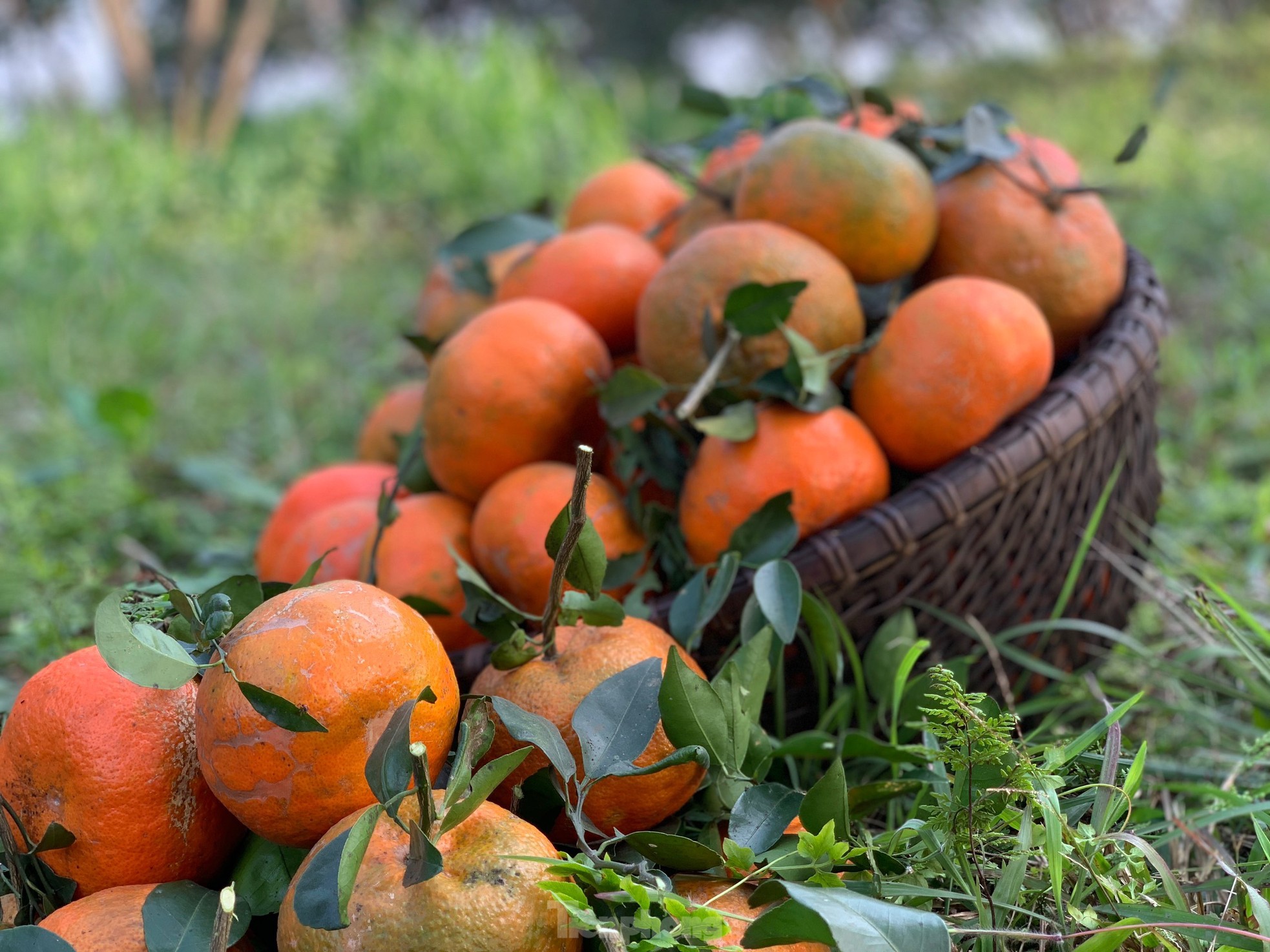 Mục sở thị đồi cam ch&iacute;n v&agrave;ng đang '&eacute;m h&agrave;ng' chờ Tết - Ảnh 4.