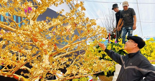 Chiêm ngưỡng cây mai độc lạ được mạ hơn 120 chỉ vàng đón Tết