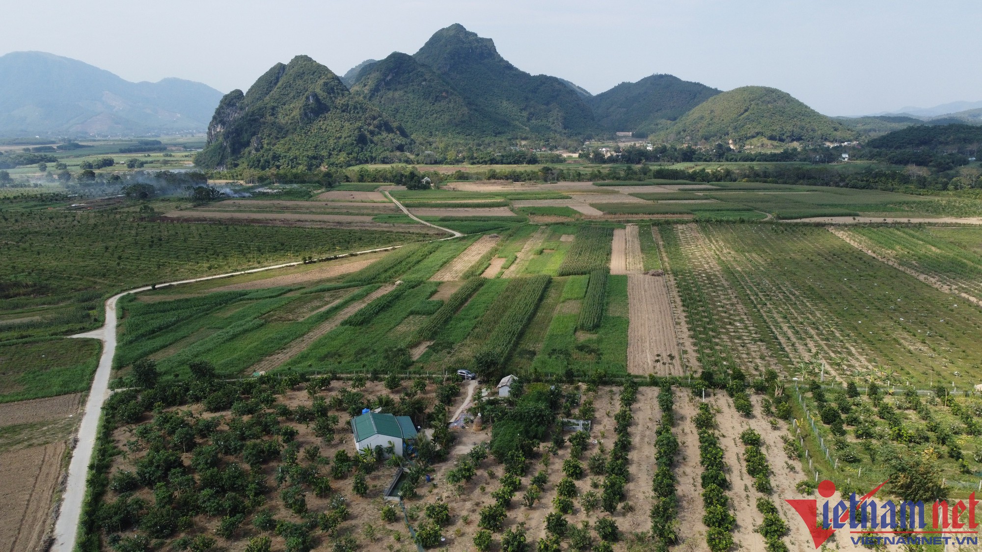 Bưởi đỏ nửa triệu một cặp, thương lái tranh nhau đặt hàng bán Tết - Ảnh 5.