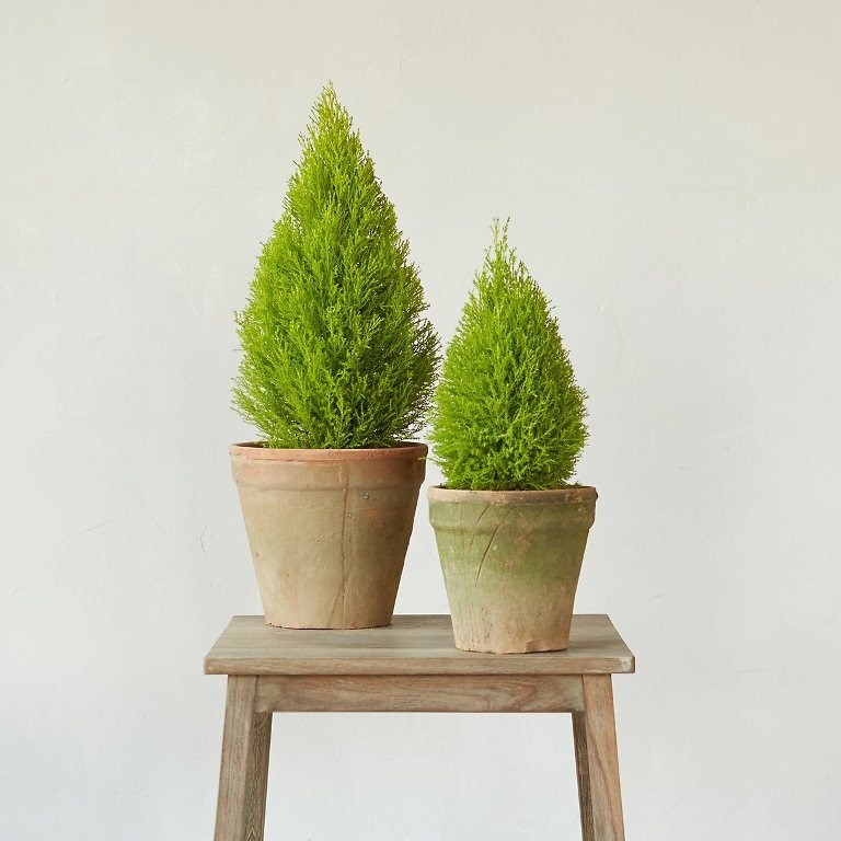 Làm sạch không khí trong nhà bằng cách trồng các loại cây xanh quen thuộc   - Ảnh 5.