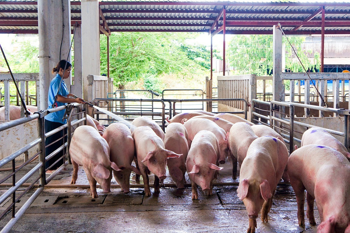 Nhiều trang trại phải bán lợn hơi dưới 50.000 đồng/kg, người nuôi lỗ nặng - Ảnh 2.