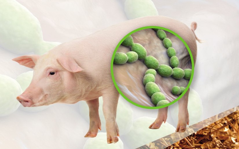 Ăn xong món khoái khẩu "vạn người mê", 3 người nhập viện, 1 người tử vong nghi do sốc nhiễm khuẩn liên cầu lợn