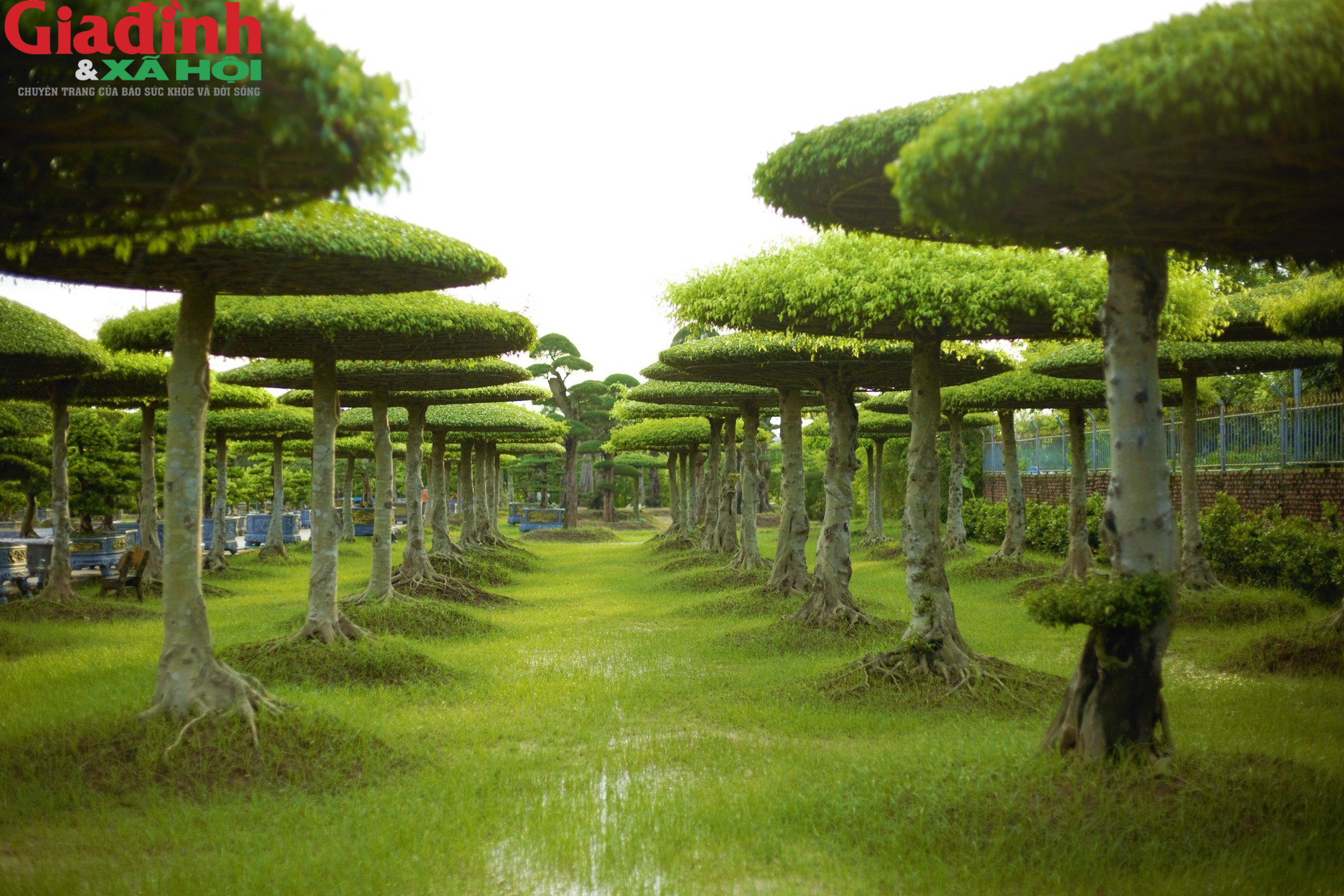 Những điều bí ẩn về nguồn gốc làng cây cảnh hơn 800 năm ở Nam Định - Ảnh 1.