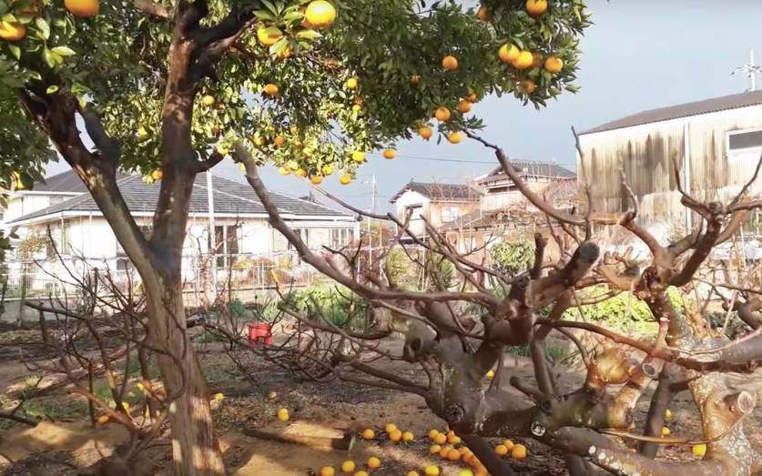 Vì sao người dân Nhật Bản không bao giờ ăn trái cây do chính tay họ trồng trong vườn nhà?