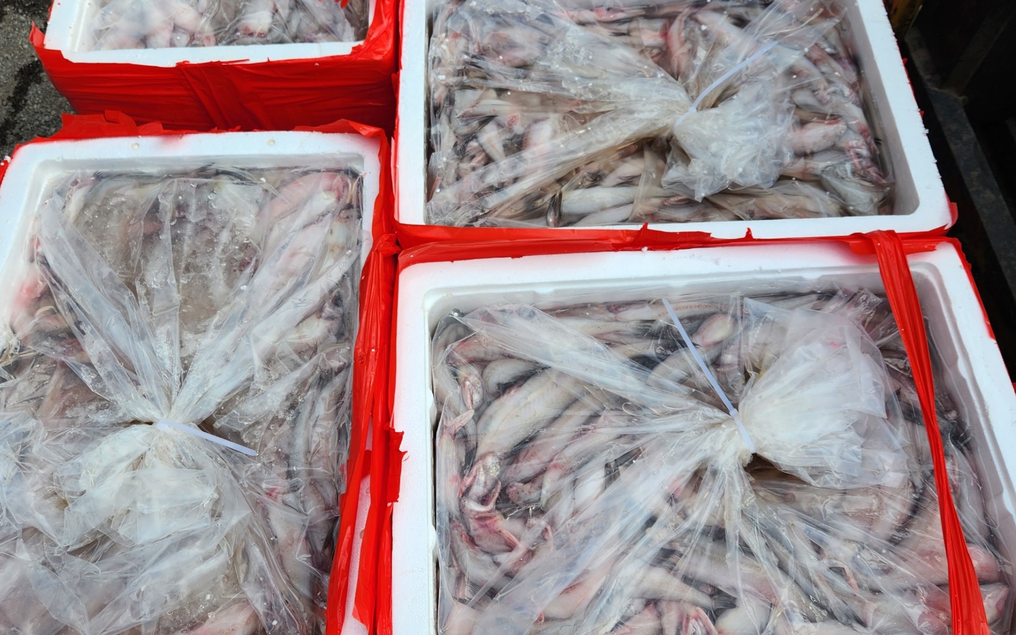 Phát hiện 4,5 tấn cá có chất "kịch độc", chuyên gia chỉ rõ cơ thể bị tàn phá ra sao nếu ăn phải cá nhiễm độc này