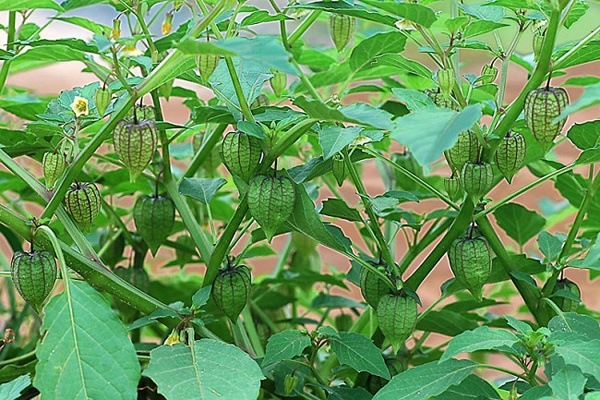 Bất ngờ loại rau là 'vũ khí' chống ung thư và bệnh tiểu đường, được thế giới ca ngợi là rau trường thọ, mọc đầy vườn quê Việt Nam - Ảnh 2.