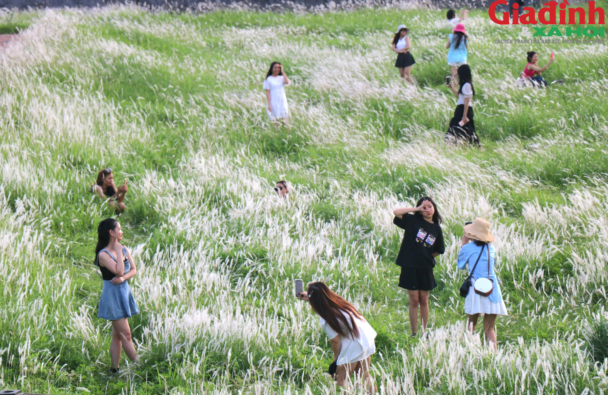 Người dân, du khách thích thú check-in hoa cỏ tranh trên Thượng thành Huế - Ảnh 2.