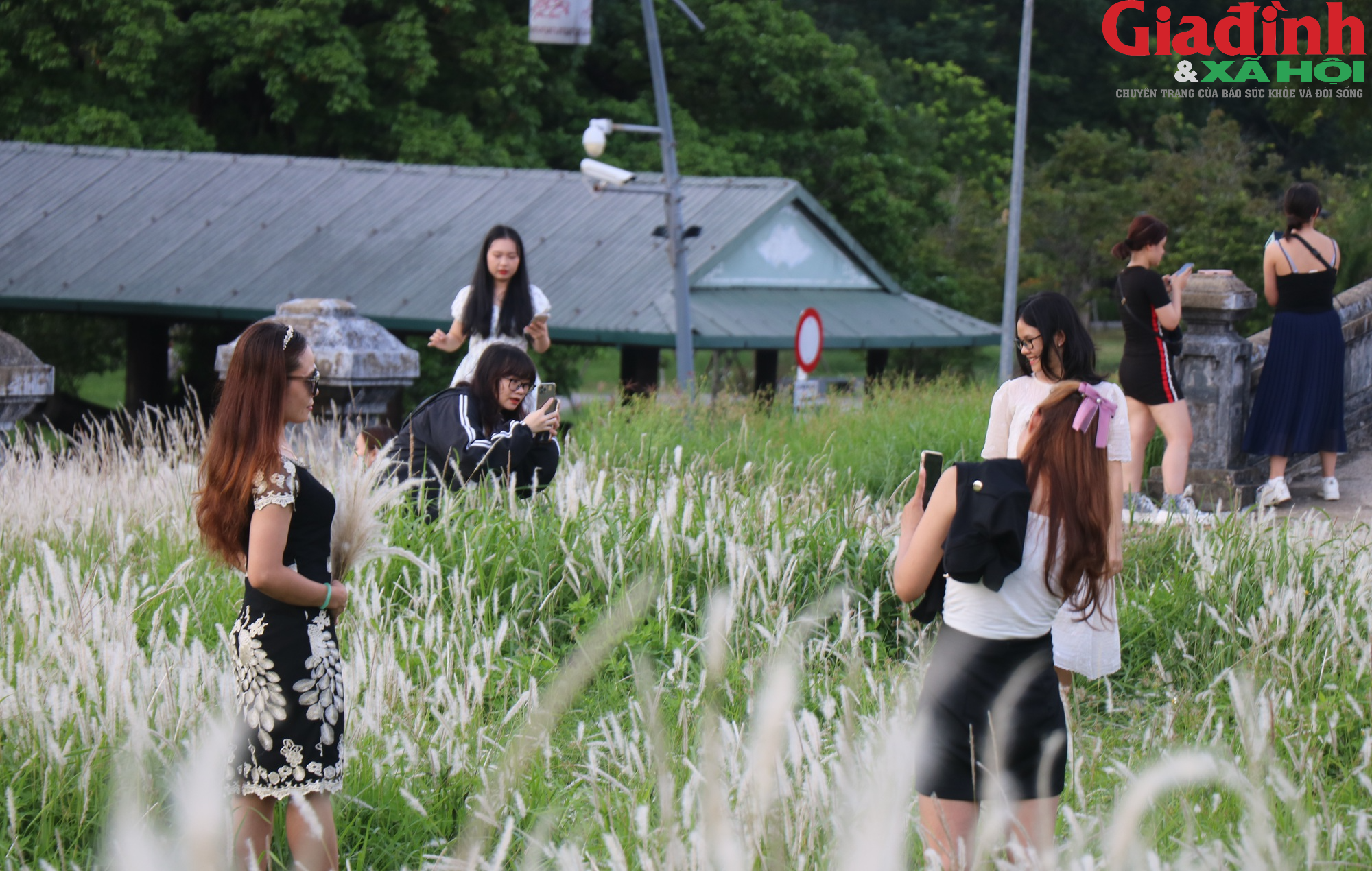 Người dân, du khách thích thú check-in hoa cỏ tranh trên Thượng thành Huế - Ảnh 5.