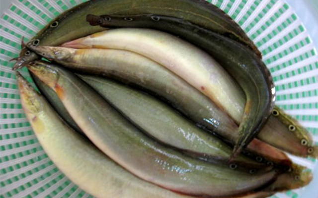 Loại cá giàu canxi gấp 6 lần cá chép, 10 lần mực, được ví là ‘nhân’ sâm dưới nước, có 5 cách chế biến rất ngon - Ảnh 2.