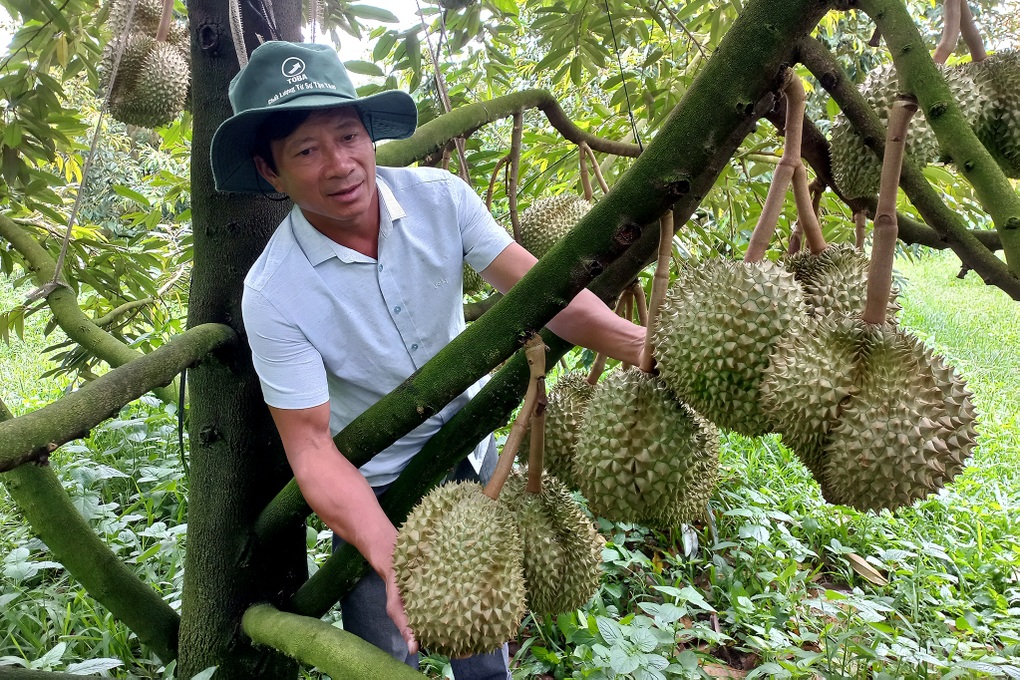 Chủ trại sầu riêng gốc Hà Nội thu lãi 15 tỷ đồng mỗi năm - Ảnh 2.