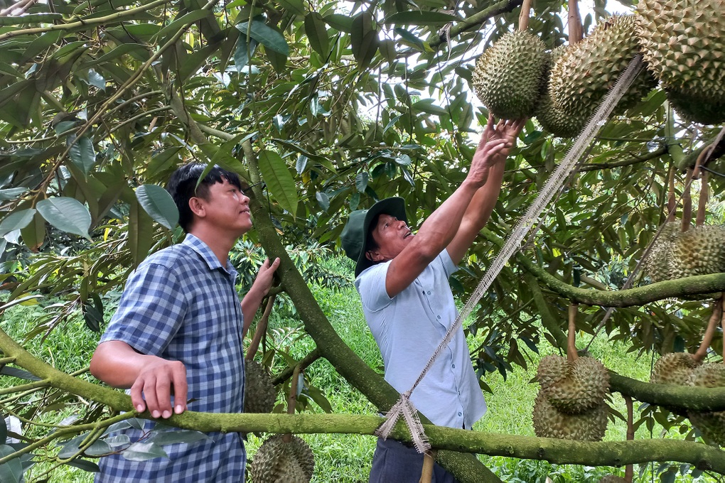 Chủ trại sầu riêng gốc Hà Nội thu lãi 15 tỷ đồng mỗi năm - Ảnh 5.