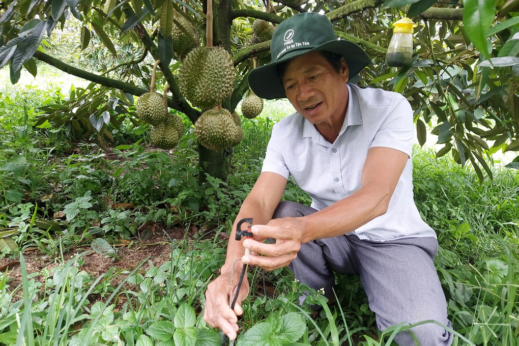 Chủ trại sầu riêng gốc Hà Nội thu lãi 15 tỷ đồng mỗi năm - Ảnh 4.