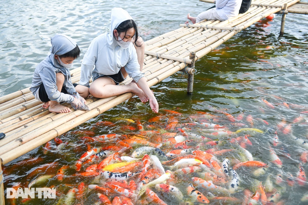 Hà Nội: Yêu cầu di dời 8 tấn cá koi ra khỏi hồ Đầm Đông - Ảnh 2.