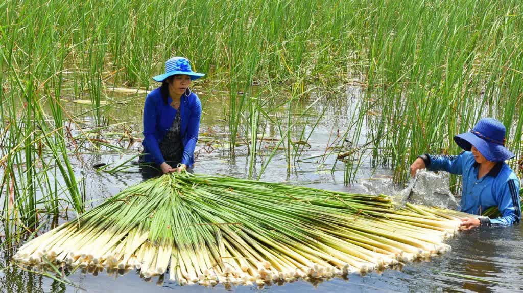 Lạ miệng đặc sản miền Tây, ai đi cũng mua về làm quà vì ăn quá &quot;cuốn&quot; - Ảnh 1.