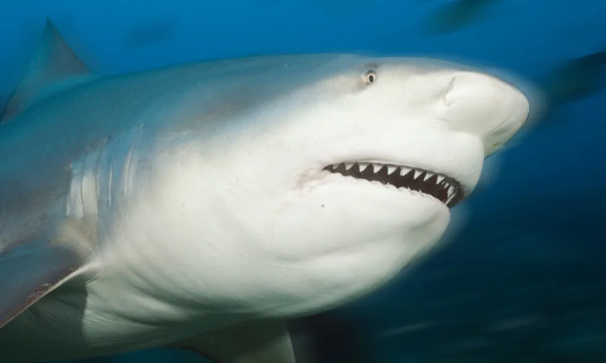 Úc: Kỳ lạ đàn cá mập sống trong hồ nước ở sân golf suốt 20 năm - Ảnh 1.