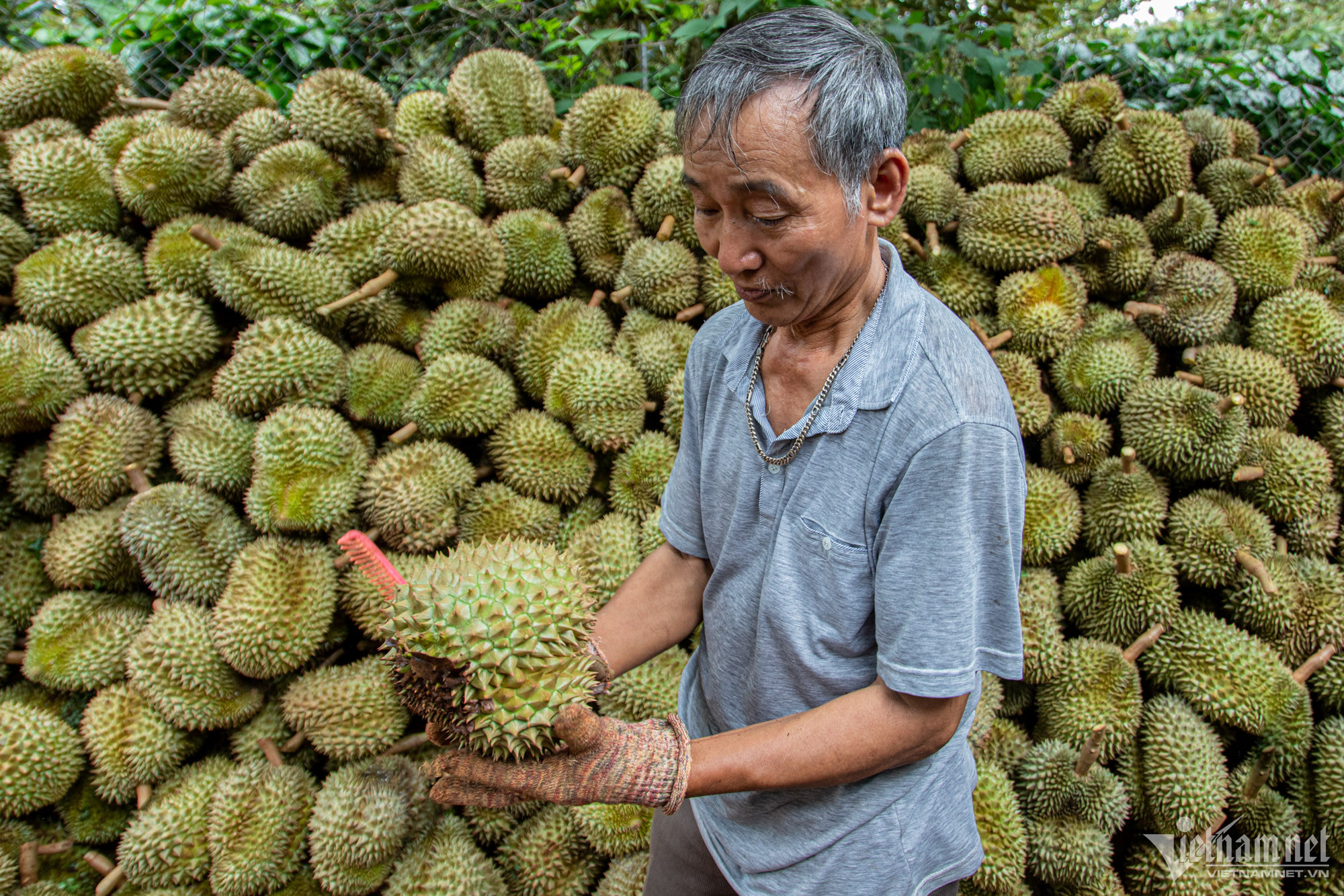 Mùa bội thu ở 'thủ phủ' sầu riêng Tây Nguyên - Ảnh 6.