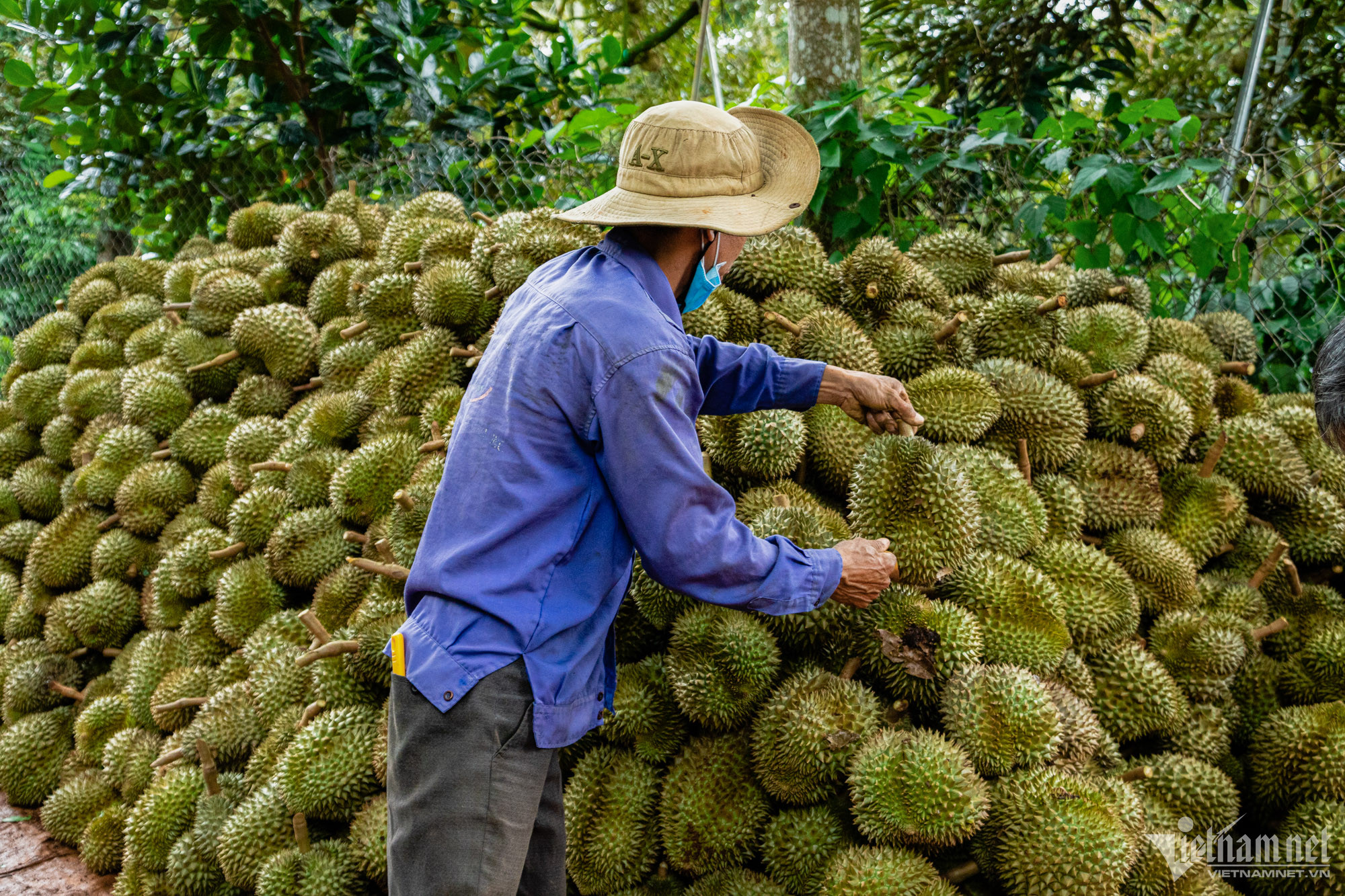 Mùa bội thu ở 'thủ phủ' sầu riêng Tây Nguyên - Ảnh 8.