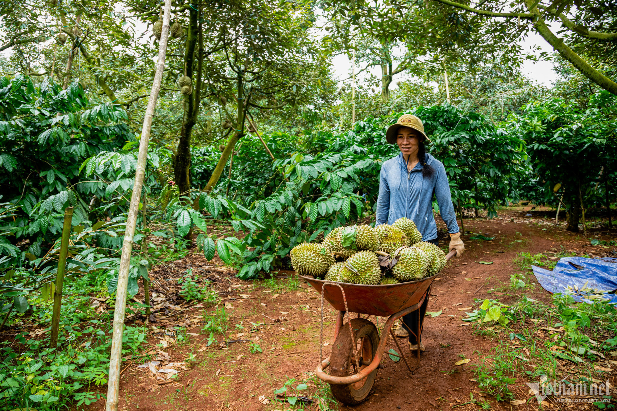 Mùa bội thu ở 'thủ phủ' sầu riêng Tây Nguyên - Ảnh 5.