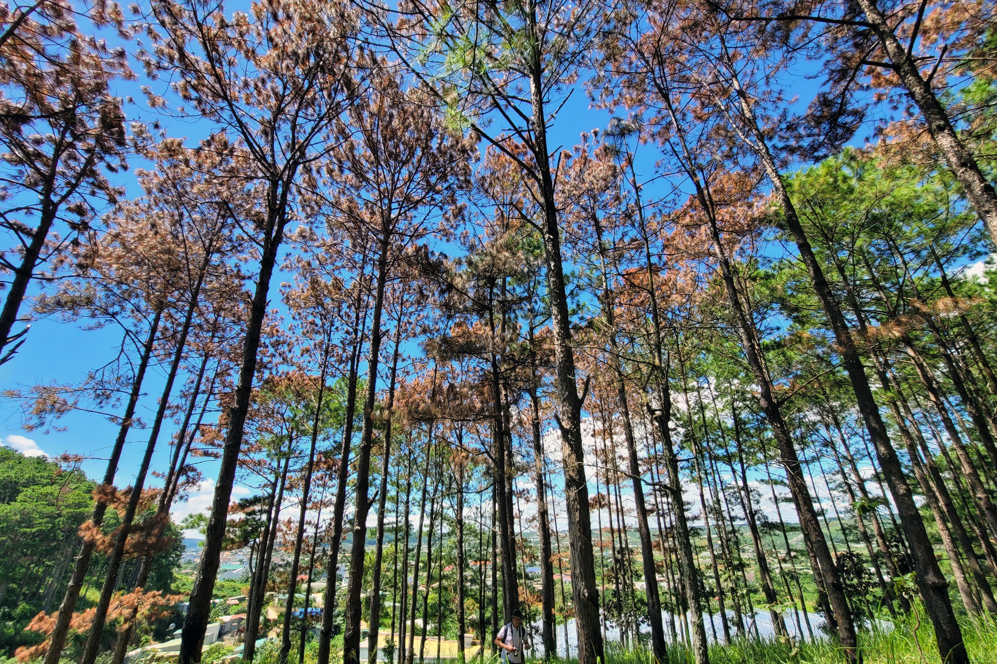 100 cây thông trong rừng ở Lâm Đồng bị đầu độc, cây chết lá không thể cứu - Ảnh 1.