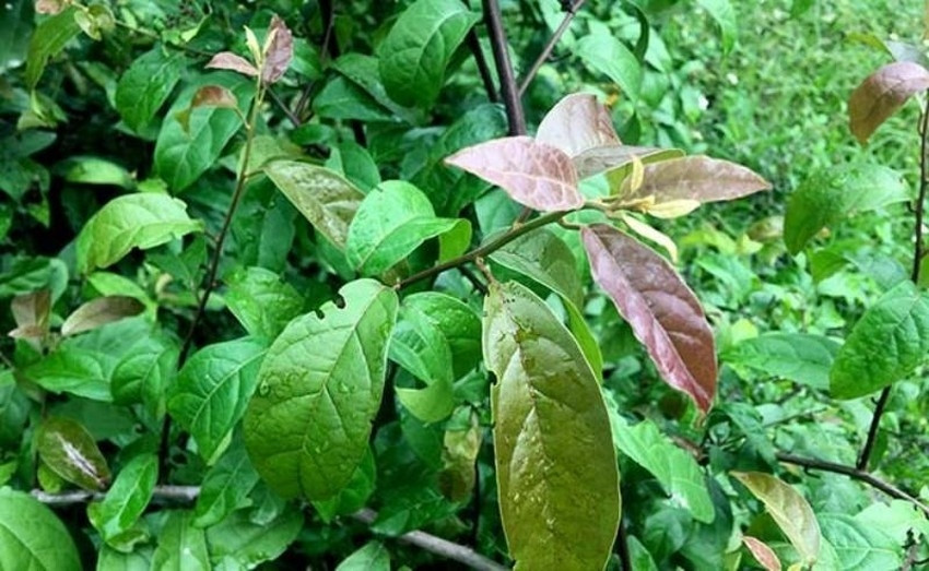 Loại cây dễ trồng, mọc nhiều ở Việt Nam chứa hợp chất ngừa ung thư - Ảnh 1.