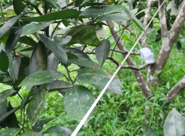 Độc lạ Hà Tĩnh: Nuôi 40 tổ kiến vàng để bảo vệ vườn cam - Ảnh 5.