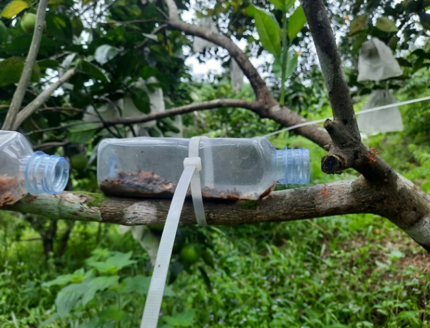Độc lạ Hà Tĩnh: Nuôi 40 tổ kiến vàng để bảo vệ vườn cam - Ảnh 7.
