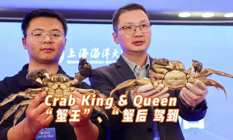Cuộc thi chọn cua lông vua và hoàng hậu ở Trung Quốc - Ảnh 1.