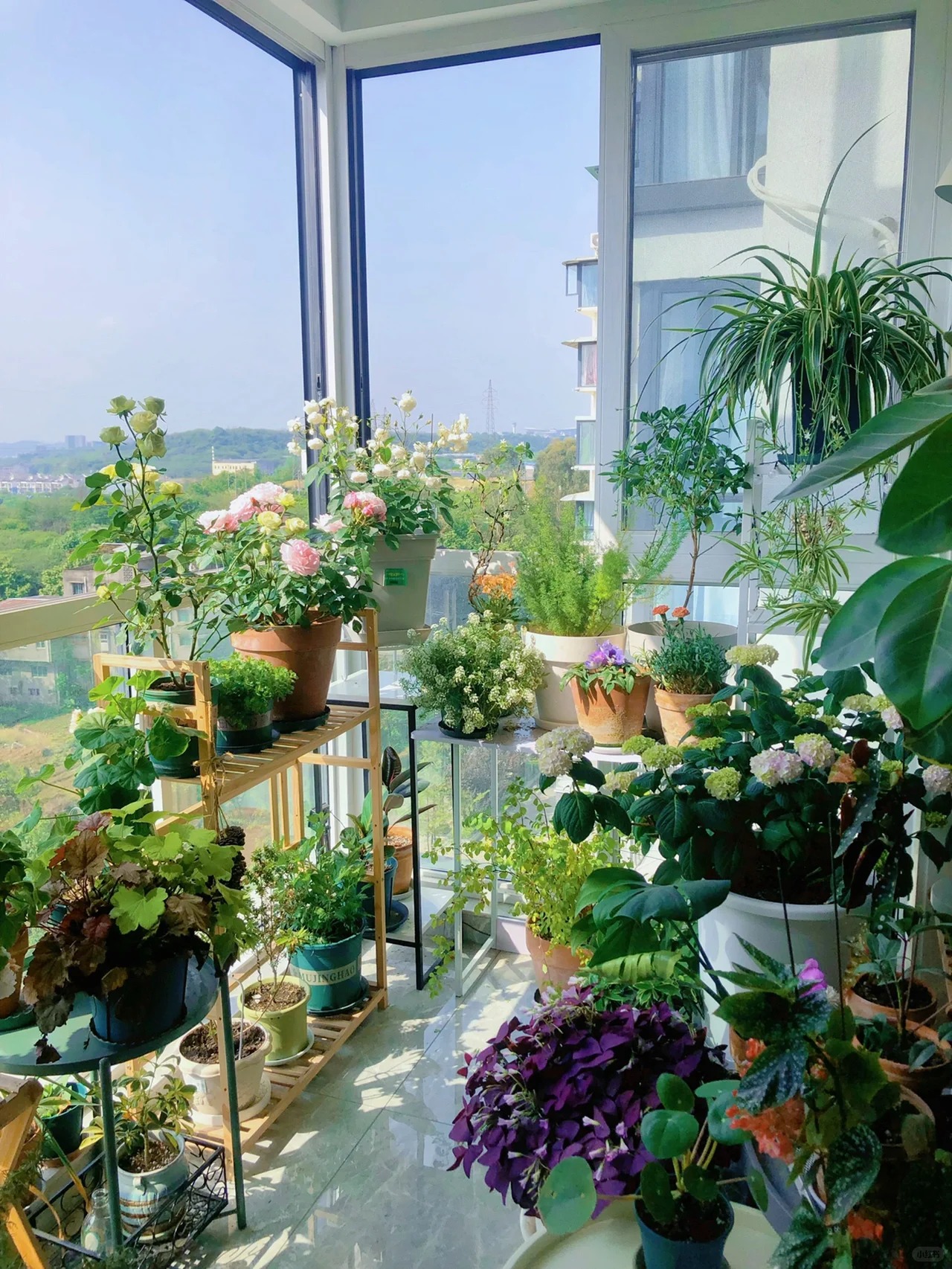 Khu vườn ban công của chàng trai gen Z khiến các chị em cũng phải ghen tị- Ảnh 2.