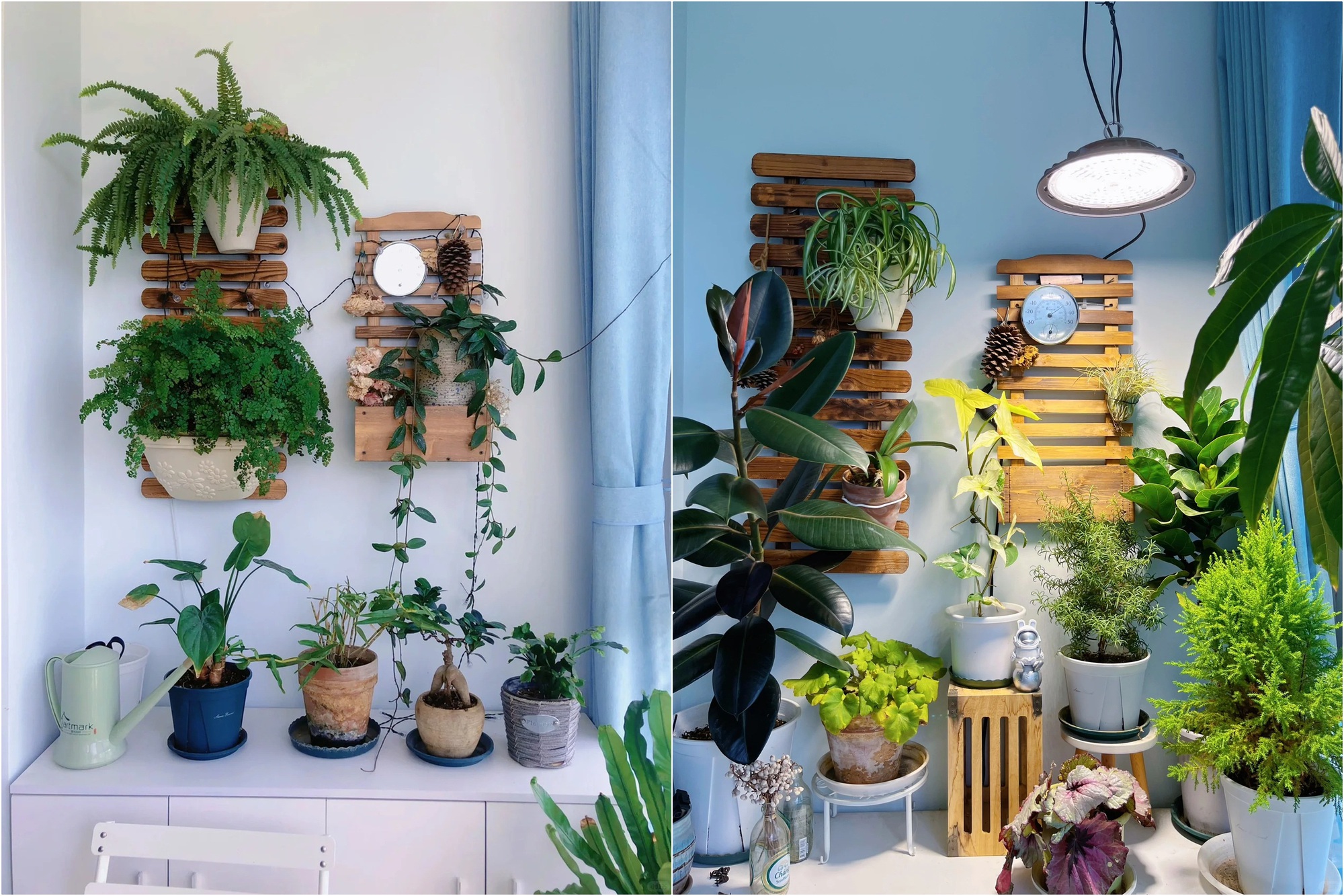 Khu vườn ban công của chàng trai gen Z khiến các chị em cũng phải ghen tị- Ảnh 3.