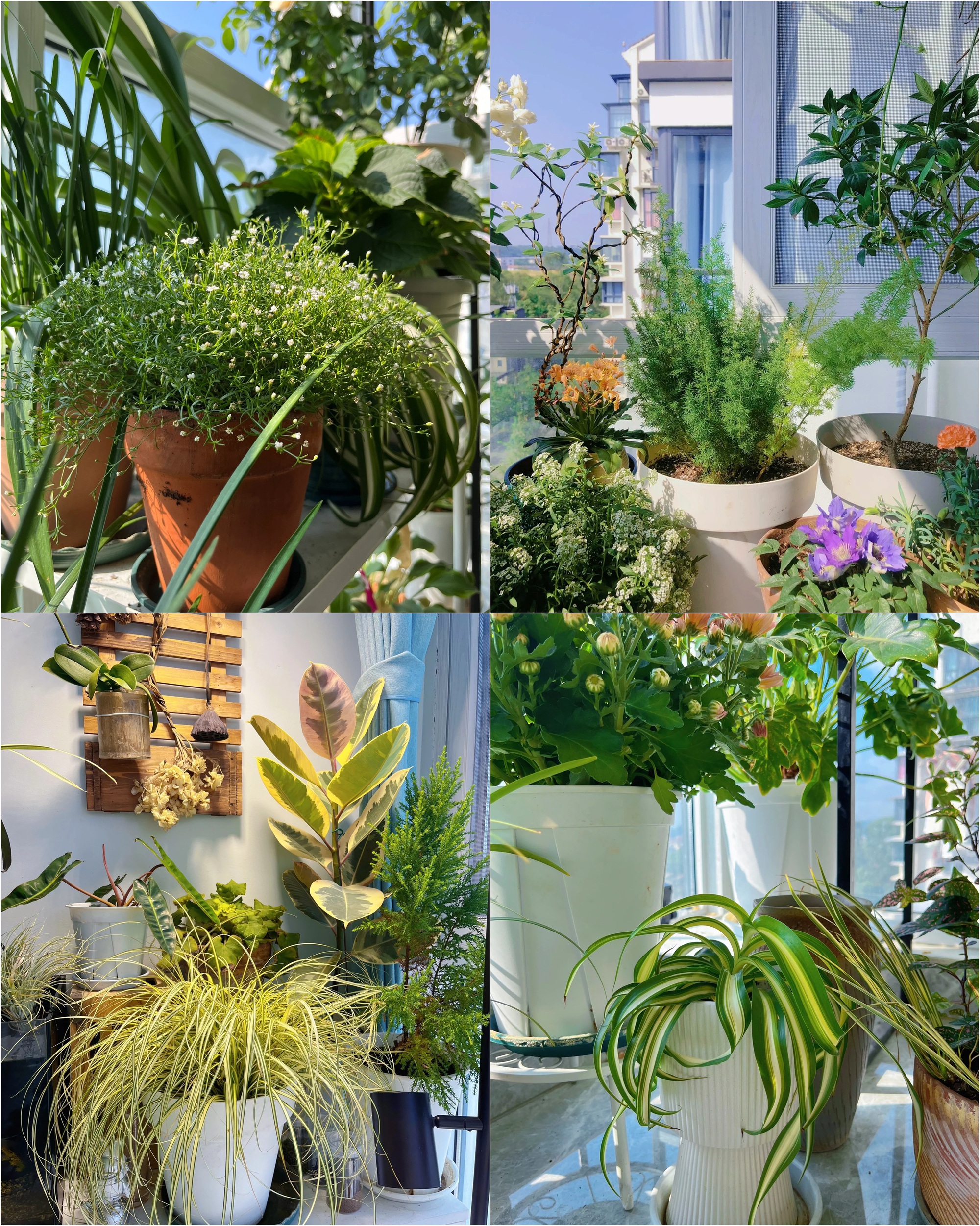 Khu vườn ban công của chàng trai gen Z khiến các chị em cũng phải ghen tị- Ảnh 8.