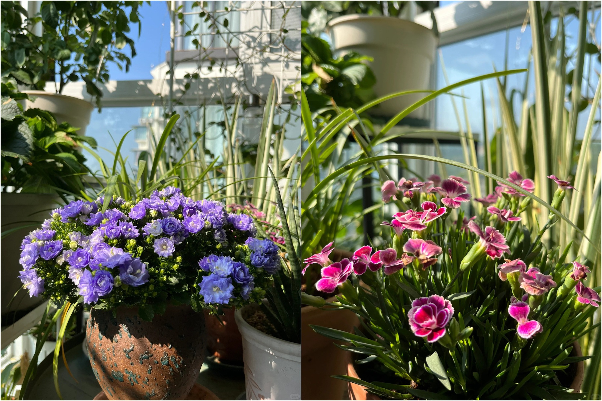 Khu vườn ban công của chàng trai gen Z khiến các chị em cũng phải ghen tị- Ảnh 7.